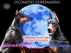 Lycomedes dobermanns.