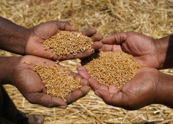 Farmers show some of the wheat grain during a harvest at a farm in Bindura about 88 kilometres north east of the capital Harare, Monday, Oct, 10, 2022. Zimbabwe says it is on the brink of its biggest wheat harvest in history, thanks in large part to efforts to overcome food supply problems caused by the war in Ukraine. But bush fires and impending rains are threatening crops yet to be harvested. (AP Photo/Tsvangirayi Mukwazhi)