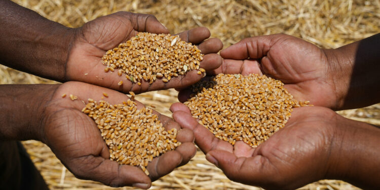 Farmers show some of the wheat grain during a harvest at a farm in Bindura about 88 kilometres north east of the capital Harare, Monday, Oct, 10, 2022. Zimbabwe says it is on the brink of its biggest wheat harvest in history, thanks in large part to efforts to overcome food supply problems caused by the war in Ukraine. But bush fires and impending rains are threatening crops yet to be harvested. (AP Photo/Tsvangirayi Mukwazhi)
