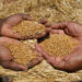 Farmers show some of the wheat grain during a harvest at a farm in Bindura about 88 kilometres north east of the capital Harare, Monday, Oct, 10, 2022. Zimbabwe says it is on the brink of its biggest wheat harvest in history, thanks in large part to efforts to overcome food supply problems caused by the war in Ukraine. But bush fires and impending rains are threatening crops yet to be harvested. (AP Photo/Tsvangirayi Mukwazhi)