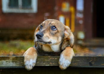 A homeless brown puppy with sad eyes is worth autumn on bench on the street