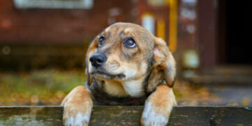A homeless brown puppy with sad eyes is worth autumn on bench on the street