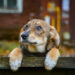 A homeless brown puppy with sad eyes is worth autumn on bench on the street