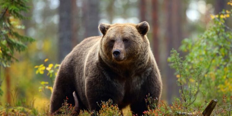 Big brown bear in a forest