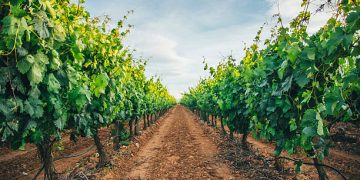 Vineyards in La Rioja, Spain.