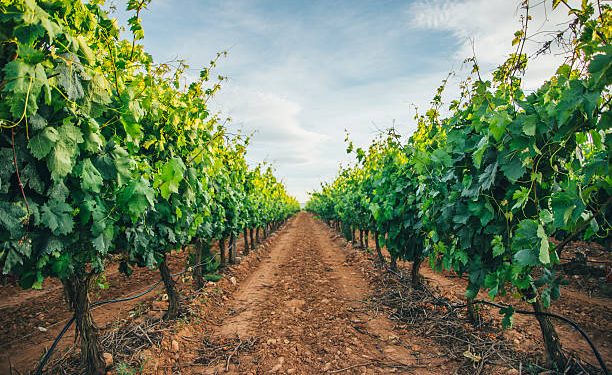 Vineyards in La Rioja, Spain.